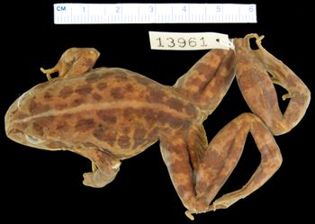 Media type: image; Herpetology A-13961